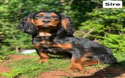 Cocker Spaniel dogs for sale: Last female Pedigree working cocker puppy - Image 15