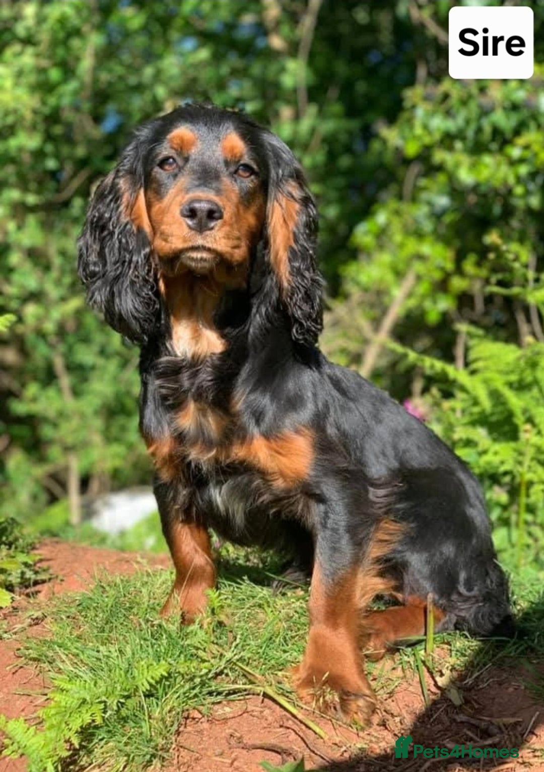 Cocker Spaniel dogs for sale: Last female Pedigree working cocker puppy - Image 15