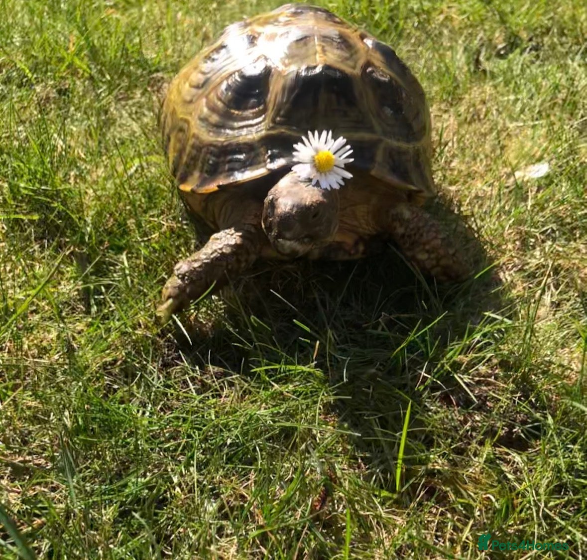 Tortoise reptiles Horsfield tortoise - Advert 5