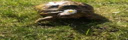 Tortoise reptiles for sale: Horsfield tortoise - Advert 1