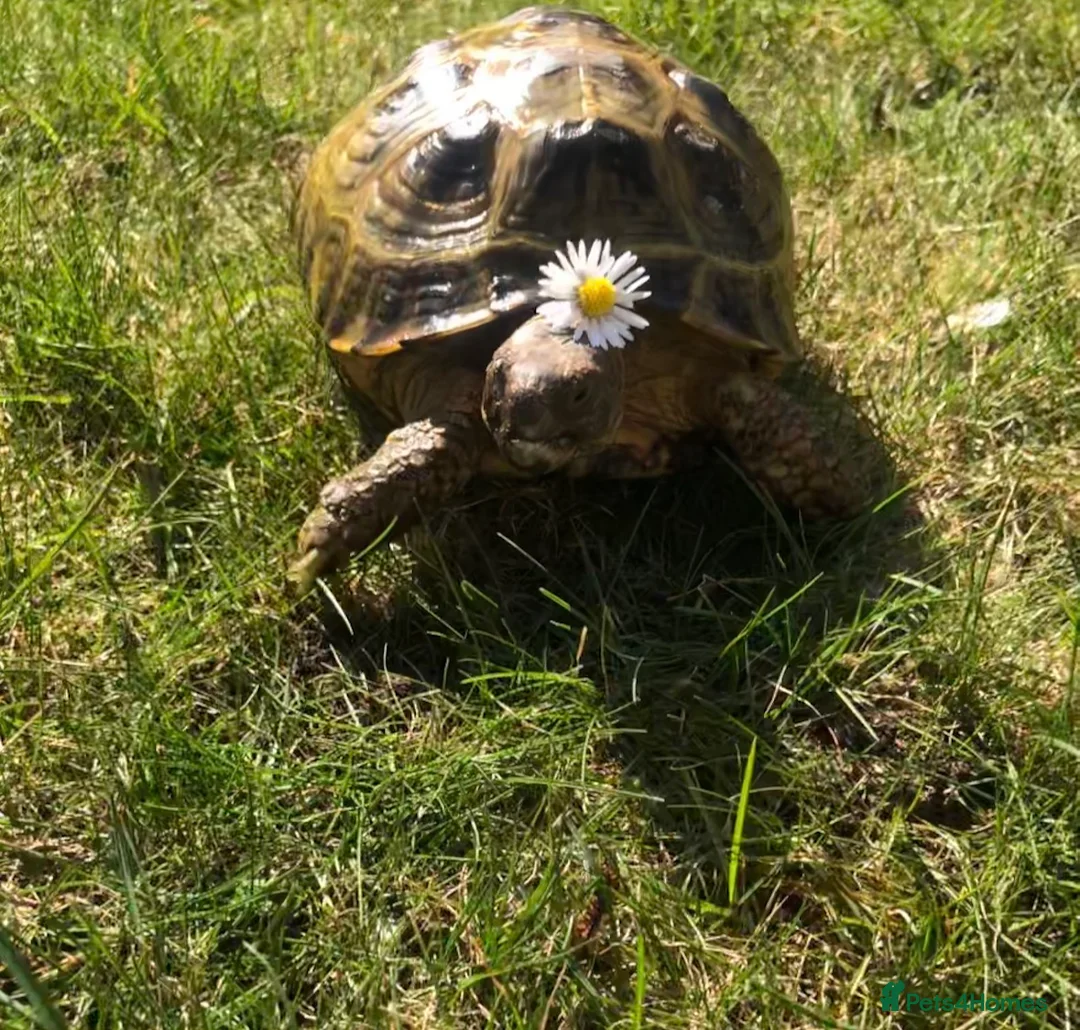 Tortoise reptiles for sale: Horsfield tortoise - Advert 1