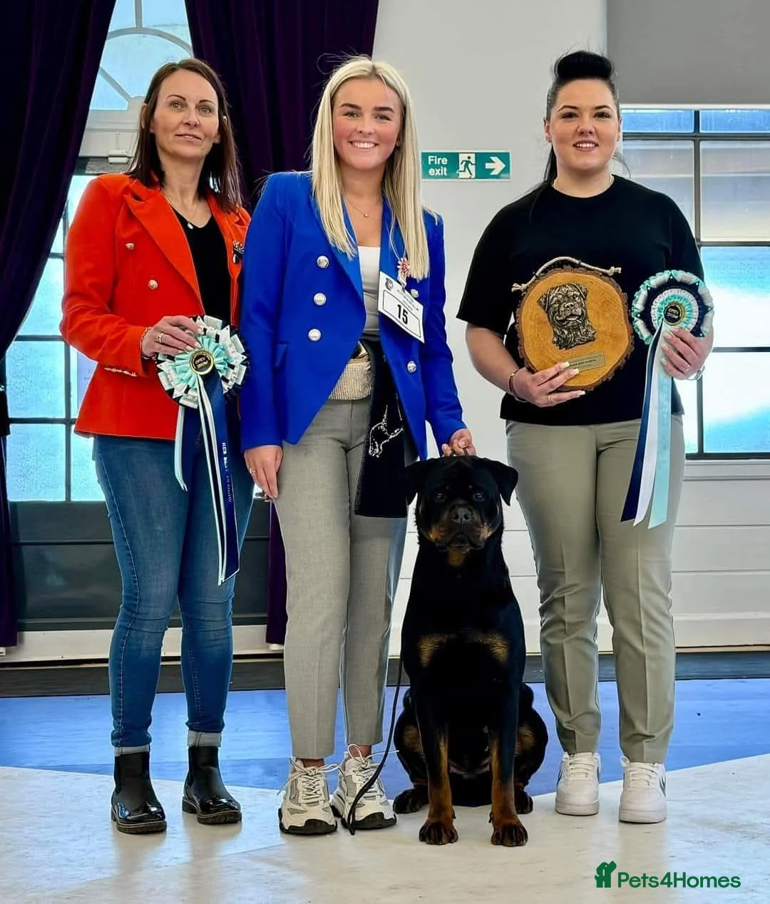 Rottweiler dogs for sale: Excellent Pedigree Dog Puppy - Advert 10