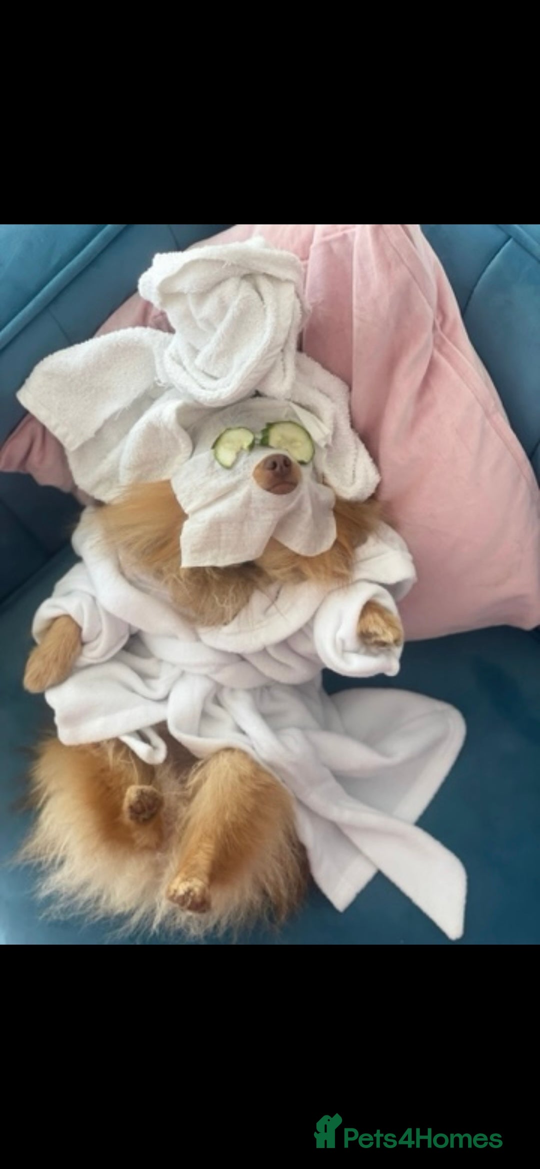 Pomeranian dogs for stud: Cobee (PROVEN)  ( STUD ONLY ) (PRODUCING MERLES)   in Liverpool - Advert 22