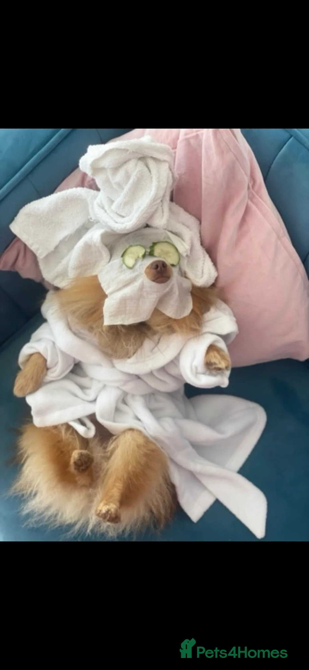 Pomeranian dogs for stud: Cobee (PROVEN)  ( STUD ONLY ) (PRODUCING MERLES)   in Liverpool - Advert 22