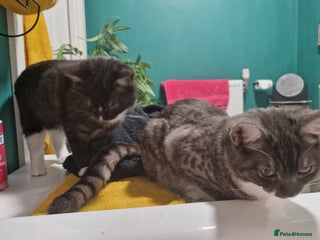 Ragdoll cats 2 ragdoll x british shorthair kittens - Advert 11