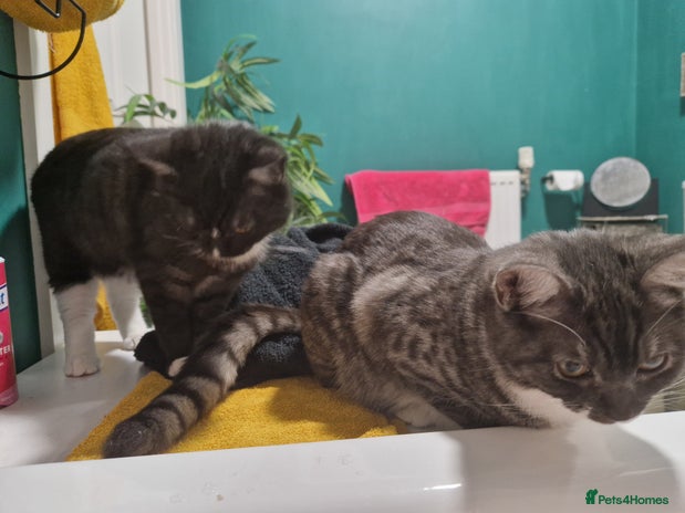 Ragdoll cats 2 ragdoll x british shorthair kittens - Advert 16