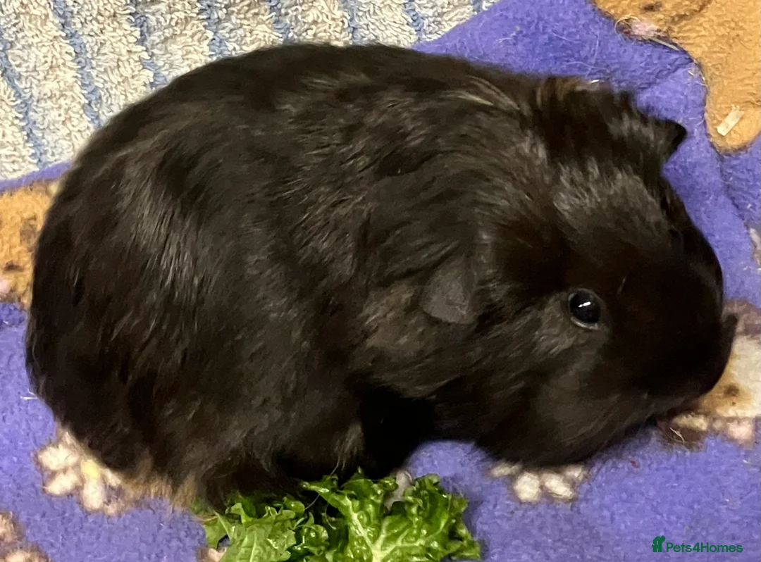 Guinea Pig rodents for sale: Baby Smooth-haired guinea pig sow. - Advert 6