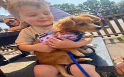 Mixed Breed dogs for adoption: Little (Tiny) Lady - Image 8