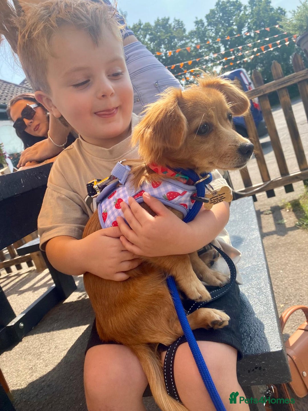 Mixed Breed dogs for adoption: Little (Tiny) Lady - Image 8