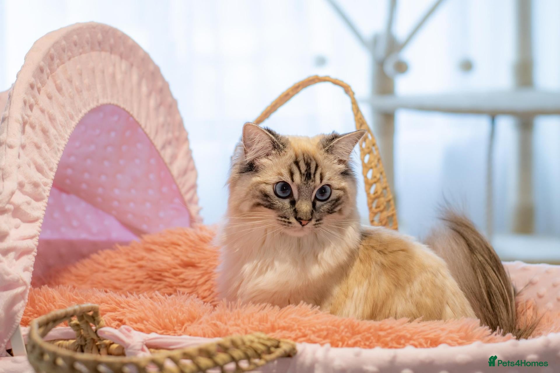 Ragdoll cats Adorable, Purebred GCCF Registered Ragdoll Kittens - Advert 1