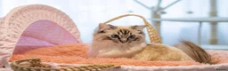 Ragdoll cats for sale: Adorable, Purebred GCCF Registered Ragdoll Kittens in London - Advert 38