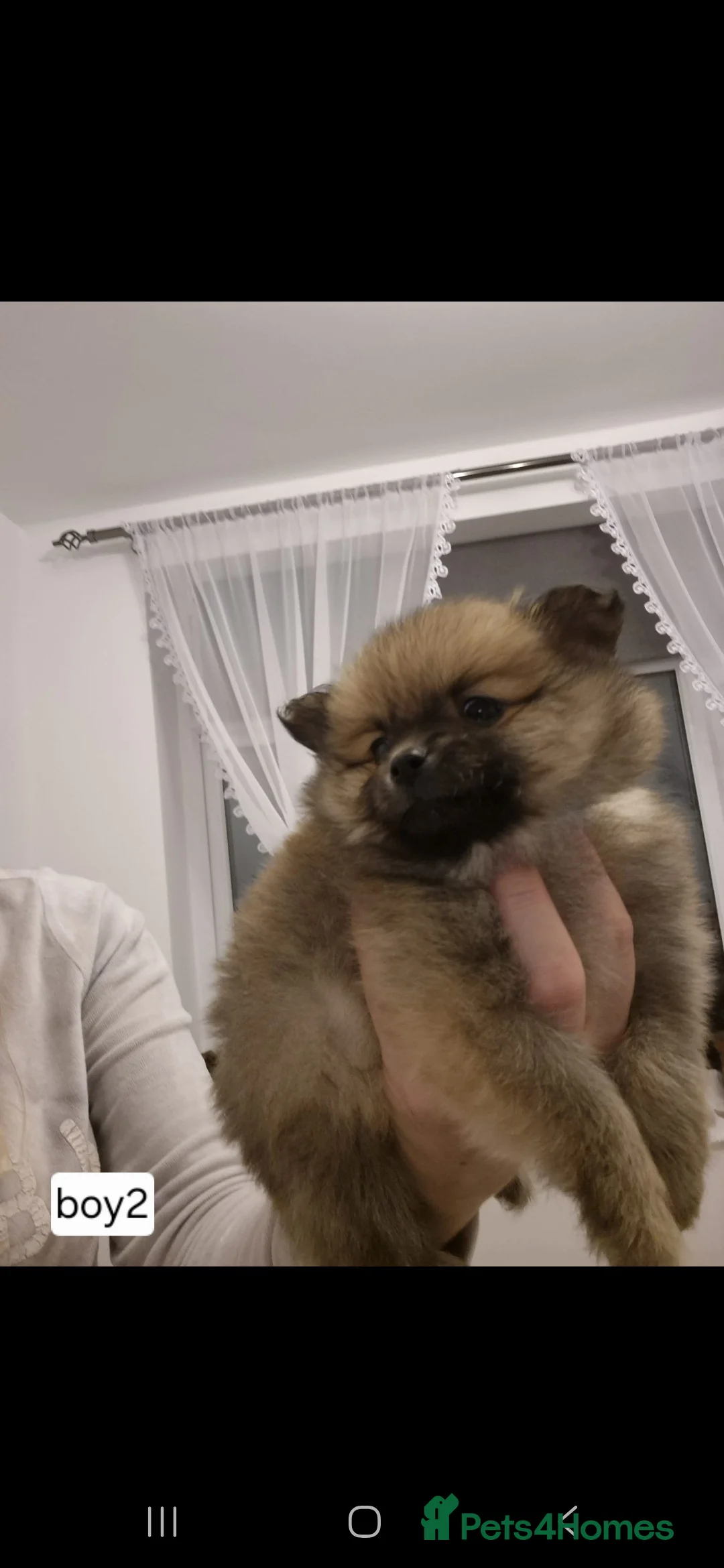 Pomeranian dogs for sale: Puppy pomeranian - Advert 6