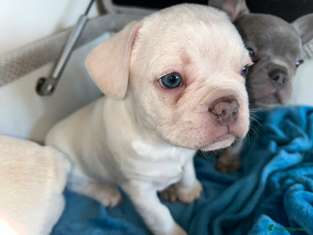 French Bulldog dogs for sale: Litter of 4 beautiful pups 🐶  - Advert 13