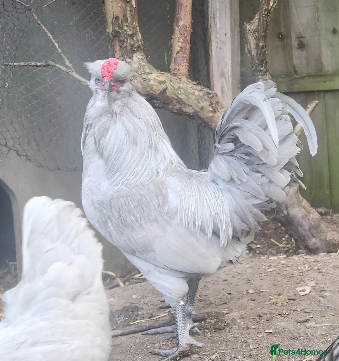 Chickens poultry for sale: Purebreed Lavender Araucana cockerel in Ware - Advert 1
