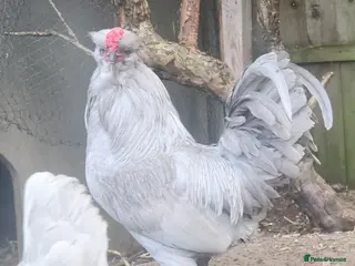 Chickens poultry Purebreed Lavender Araucana cockerel - Advert 1