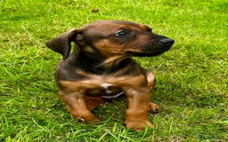 Rhodesian Ridgeback dogs for sale: Rhodesian Ridgeback puppies  - Image 2