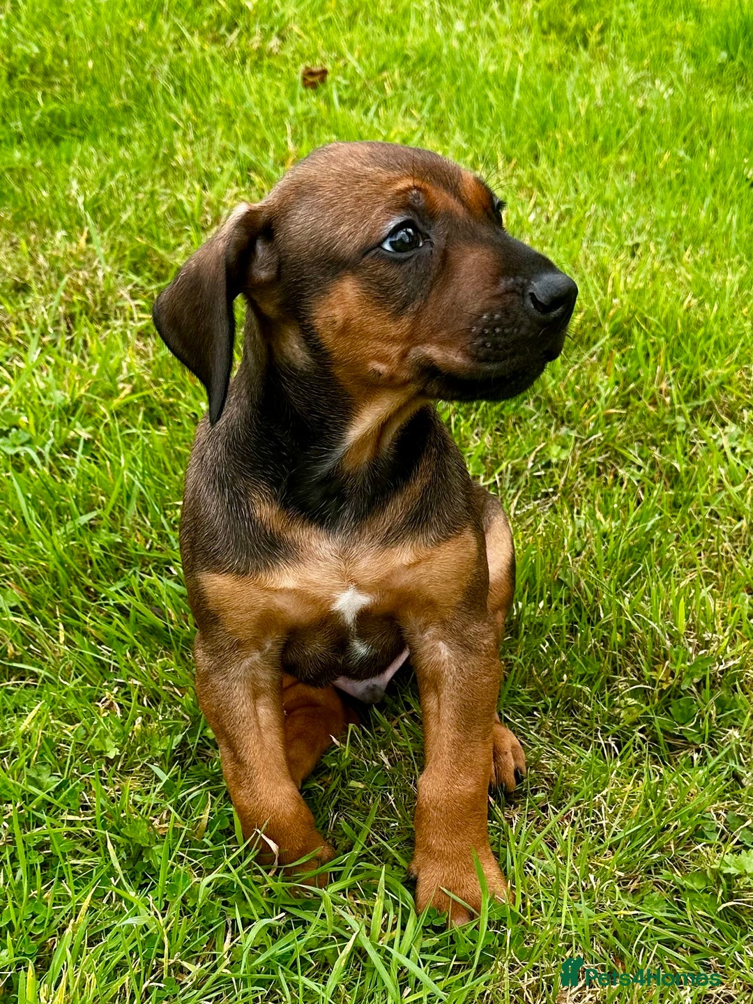 Rhodesian Ridgeback dogs for sale: Rhodesian Ridgeback puppies  - Image 2