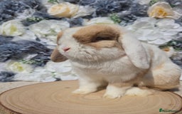 Mini Lop rabbits for sale: Pure bred mini lop baby bunnies - Image 6