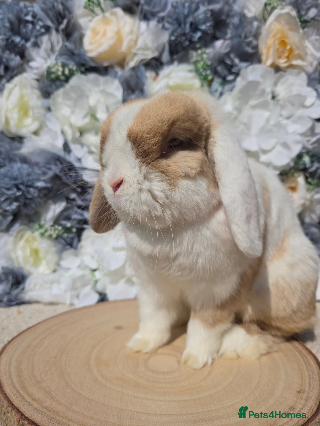 Mini Lop rabbits for sale: Pure bred mini lop baby bunnies - Image 6