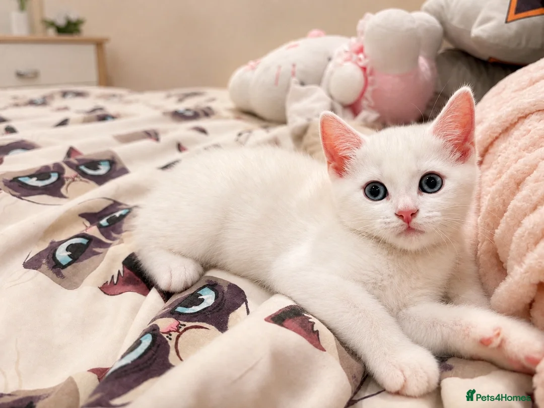 Turkish Angora cats for sale: Pure white kitten!! - Advert 1