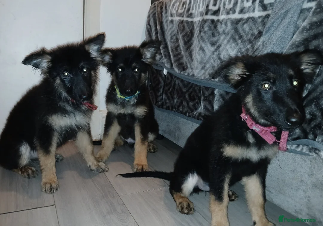 German Shepherd dogs for sale: Beautiful kc german shepherd babies - Advert 1
