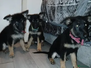 German Shepherd dogs Beautiful kc german shepherd babies - Advert 2