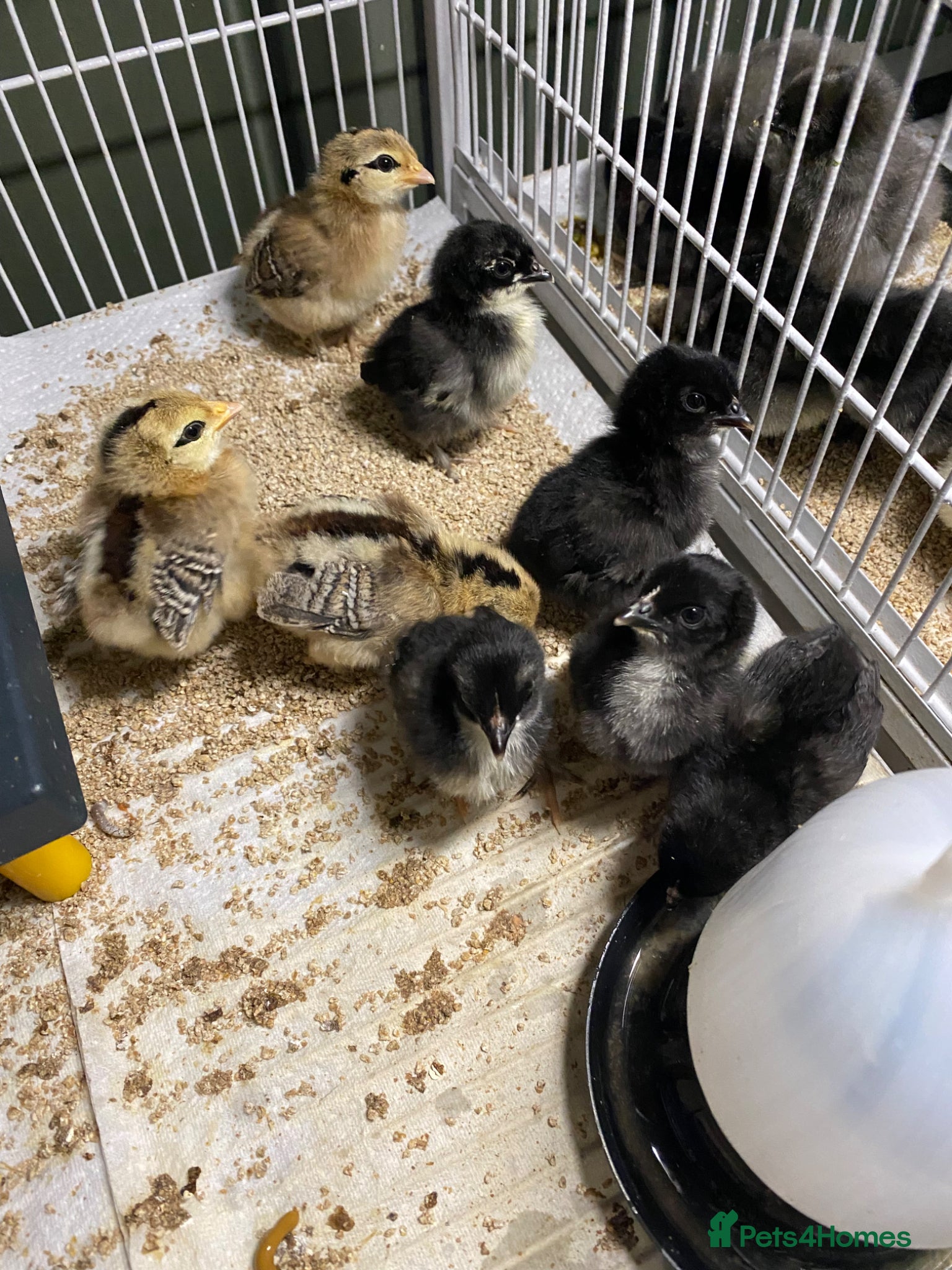 Chickens poultry Pekin bantam chicks for sale   - Advert 1