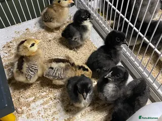 Chickens poultry for sale: Pekin bantam chicks for sale - Advert 1