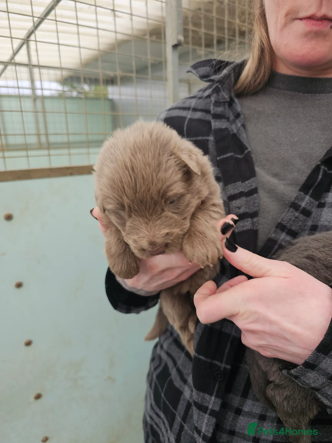 German Shepherd dogs for stud: Kc health tested solid isabella gsd in Bedford - Advert 11