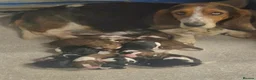 Basset Hound dogs for sale: KC BASSET HOUND PUPPIES FROM HEALTH TESTED PARENTS - Advert 22