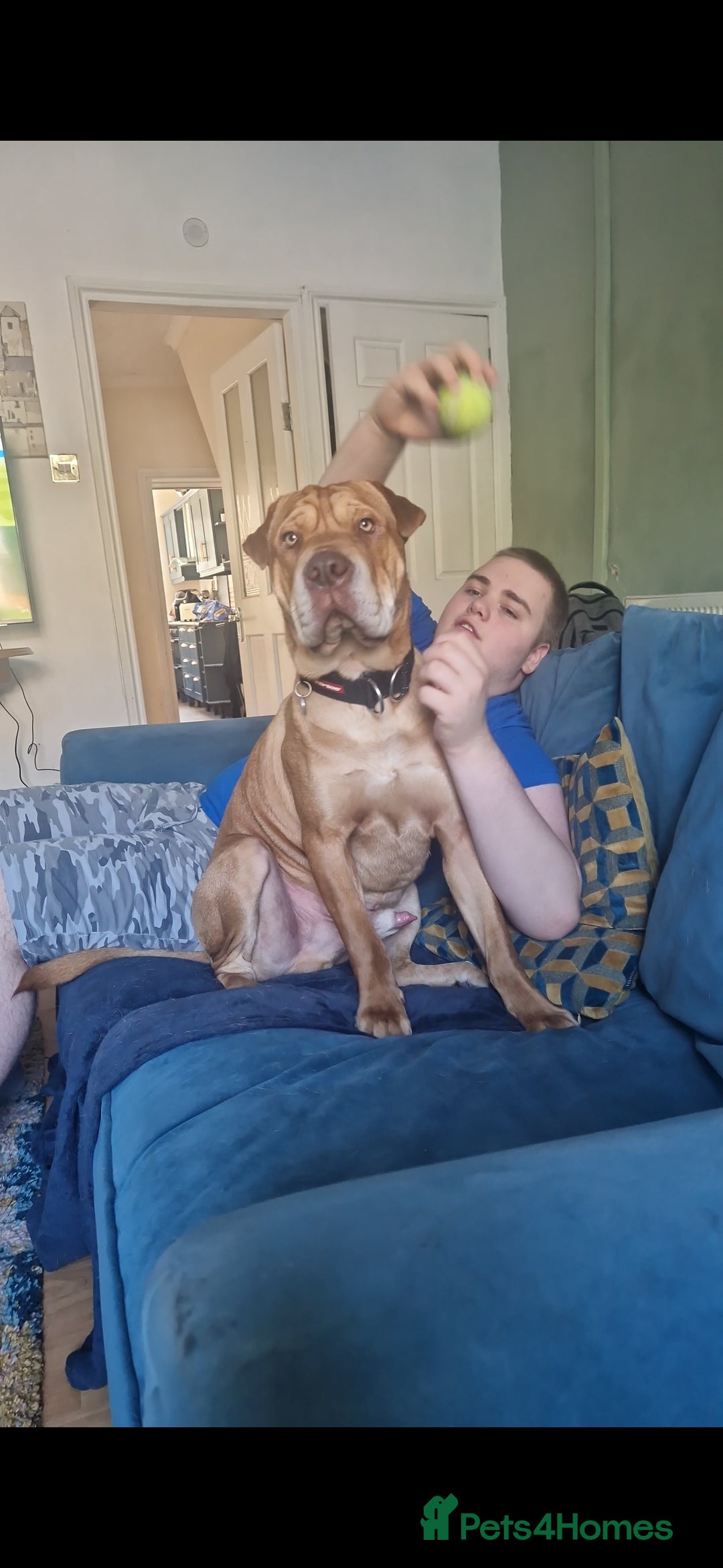 Mixed Breed dogs for sale: Sharpei cross needs only dog home - Image 3