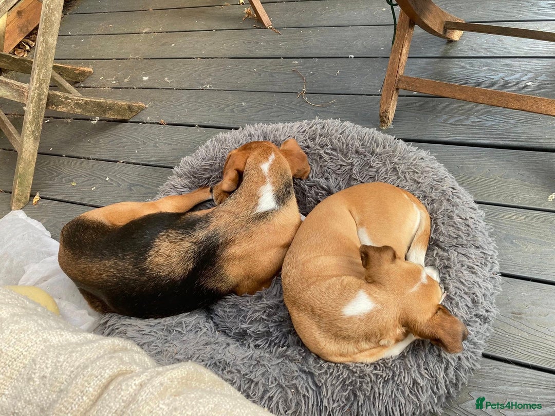 Mixed Breed dogs for adoption: Sweet Kody is ready for his forever sofa - Image 5