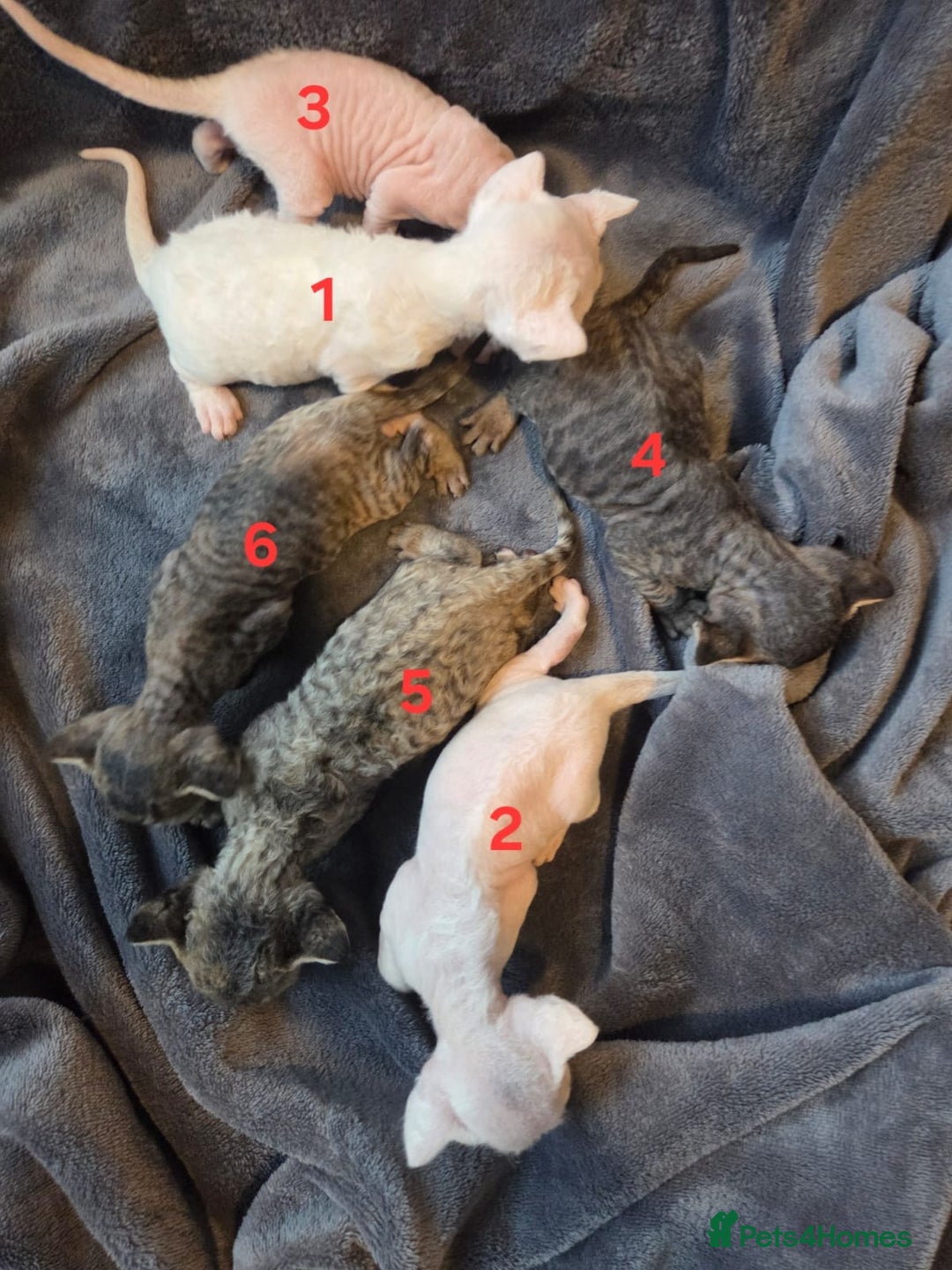 Devon Rex cats for sale: ✨ Beautiful Devon Rex Kittens – GCCF Registered ✨ - Advert 2