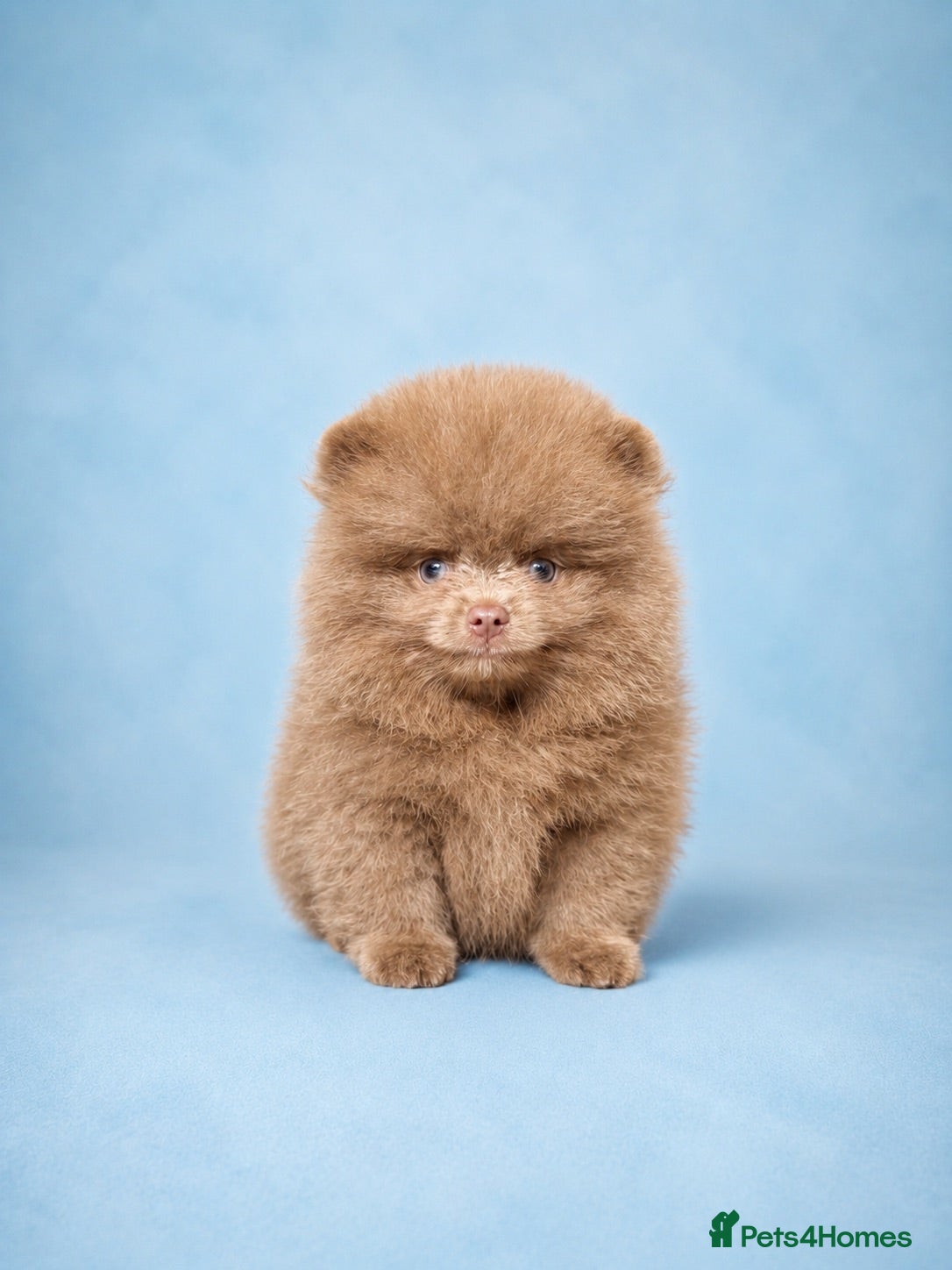 Pomeranian dogs ✨Teddy Bear Pom Puppies Ready to Melt Hearts✨ - Advert 2