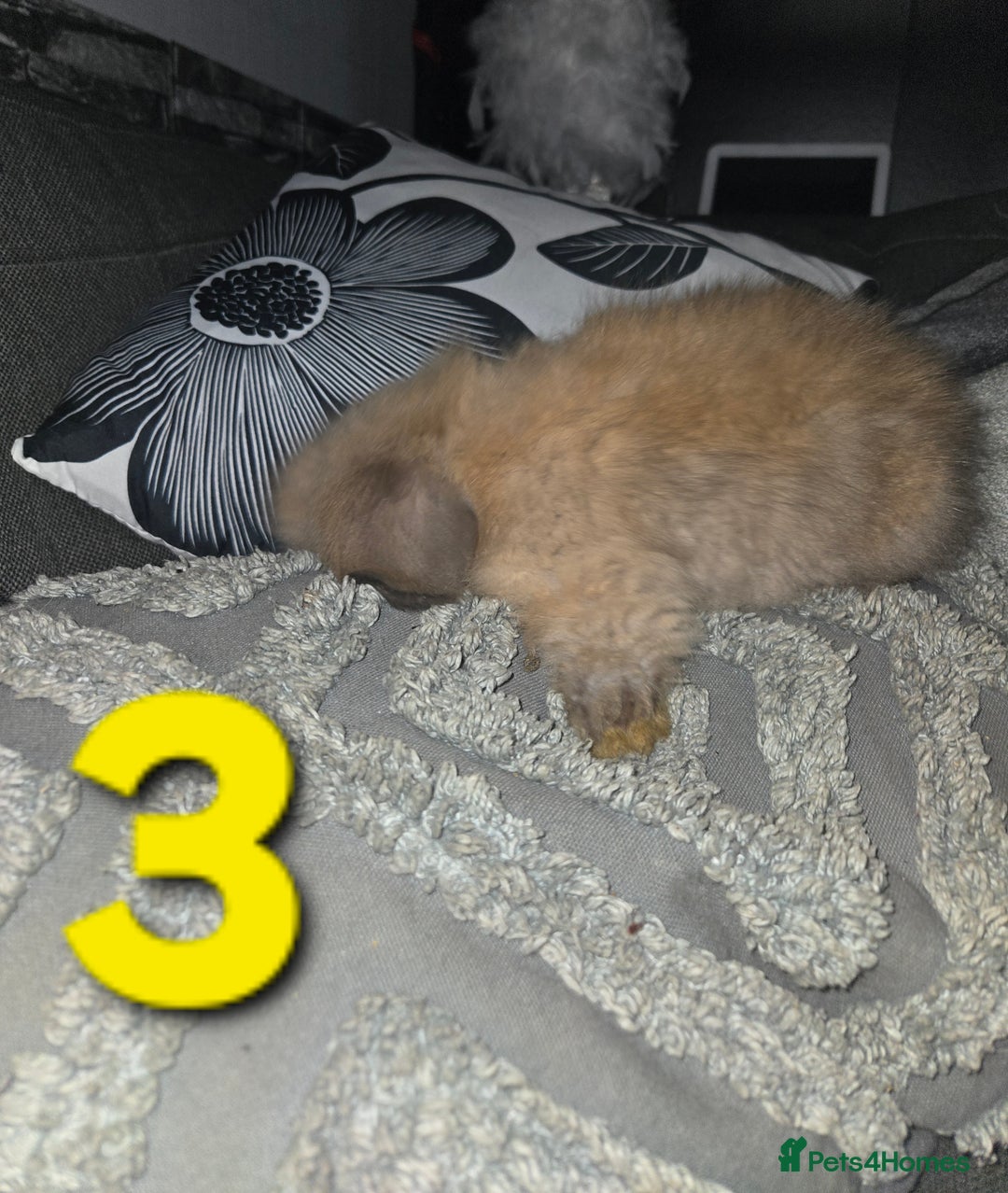 Mini Lion Lop rabbits for sale: Adorable mini lion lop babies mixed - Advert 7