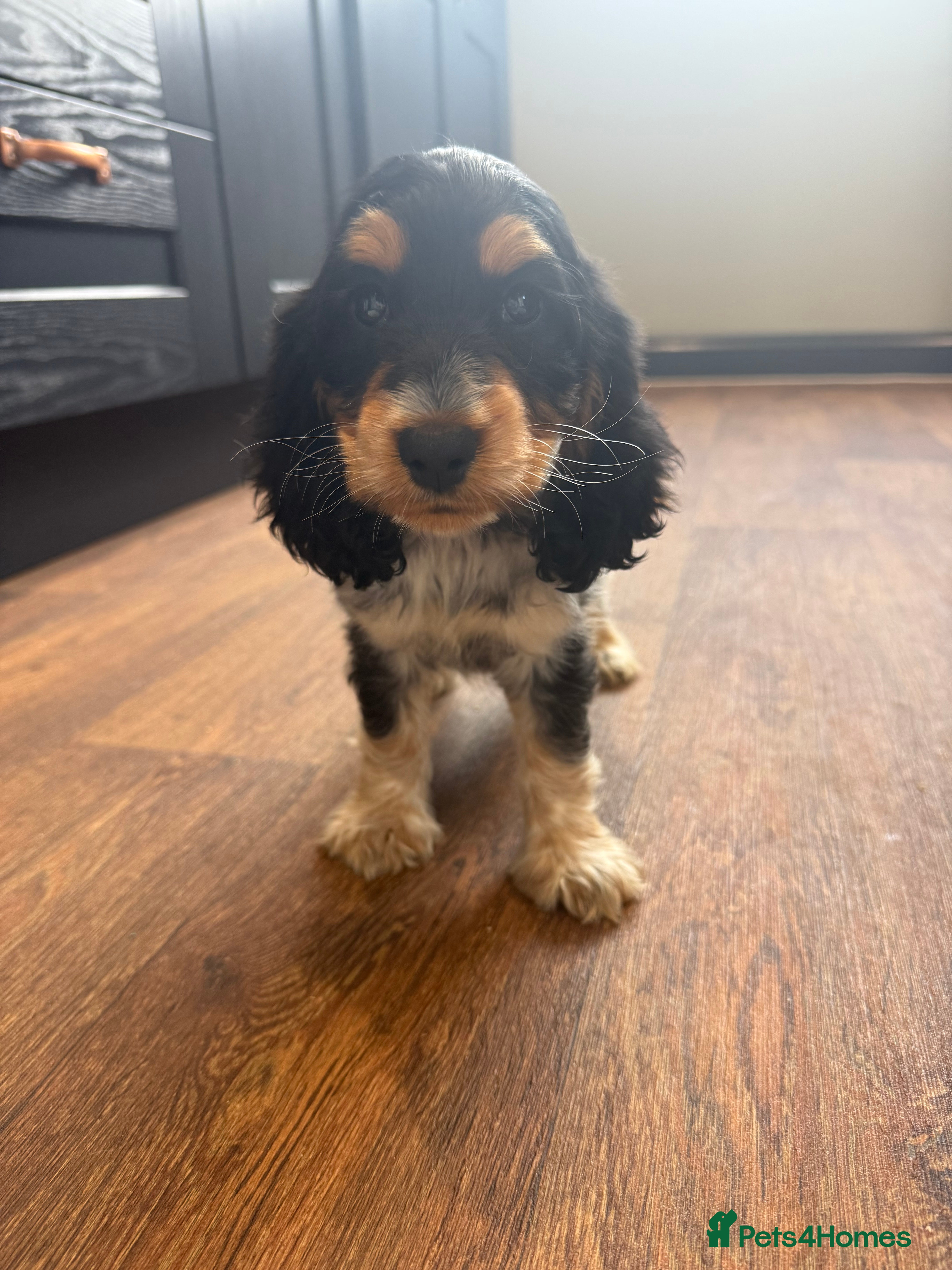 Cocker Spaniel dogs  Ready Now Last one KC Show Cocker Spaniel  - Advert 1