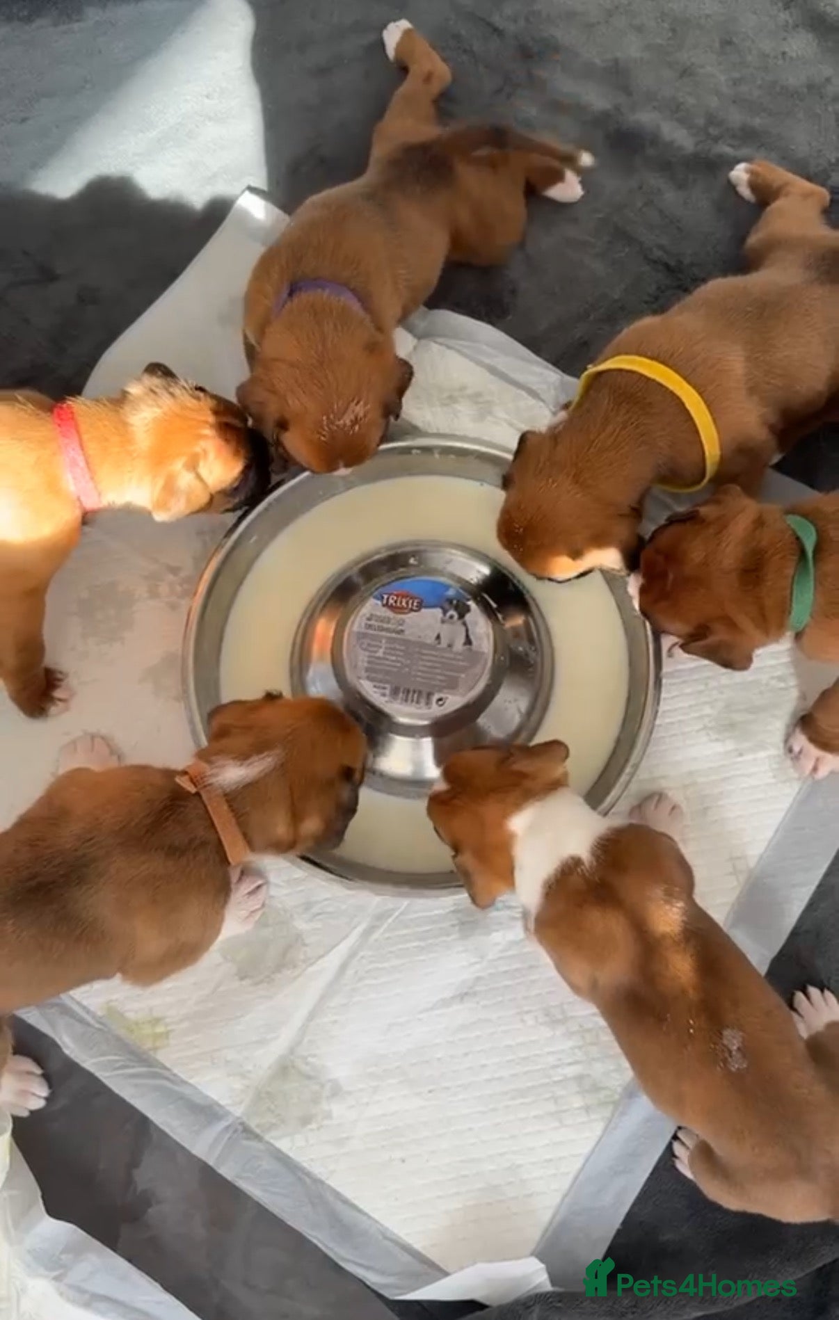 Boxer dogs Red and White Boxer Puppies  - Advert 13