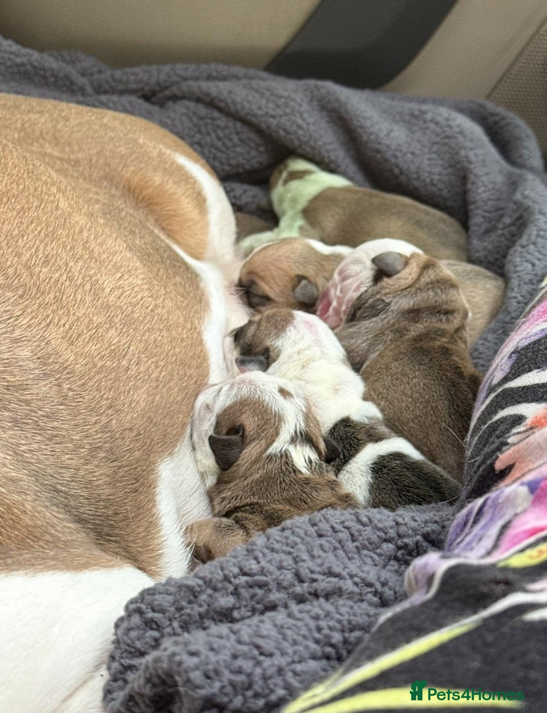 English Bulldog dogs for sale: 9 registered new age bulldogs (1 FEMALE REMAINING) - Advert 6