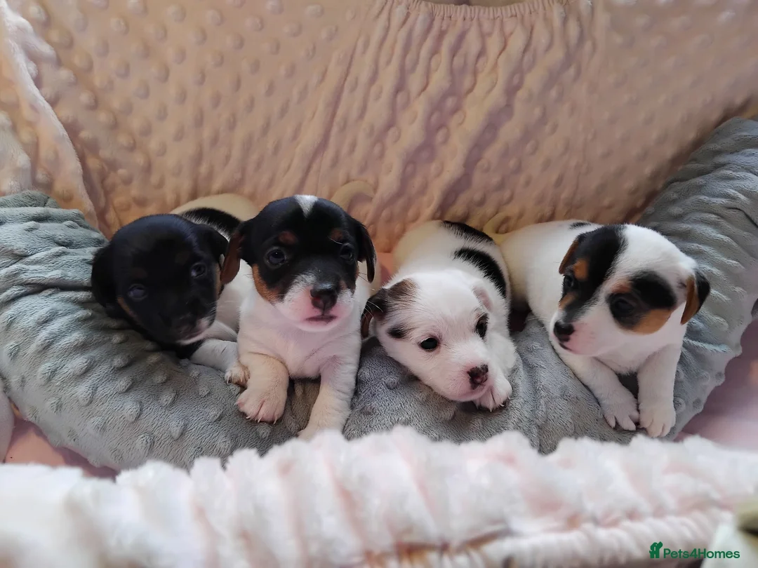 Jack Russell dogs for sale: Full jack russle pups  - Advert 1