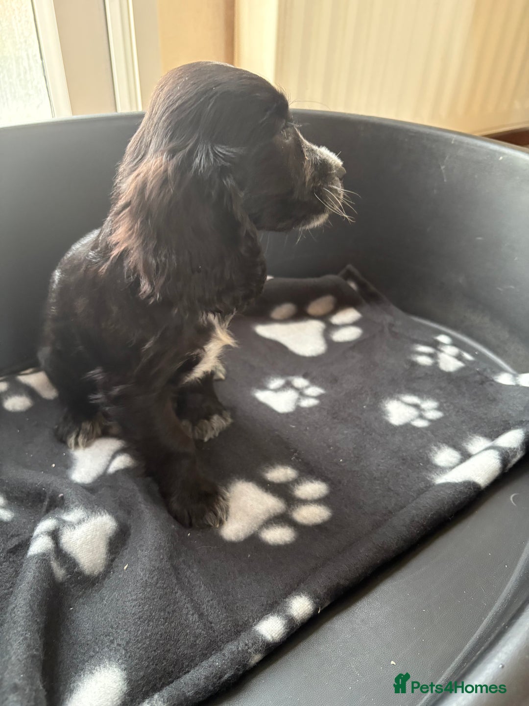 Cocker Spaniel dogs for sale: Cocker spaniel puppies  - Image 10