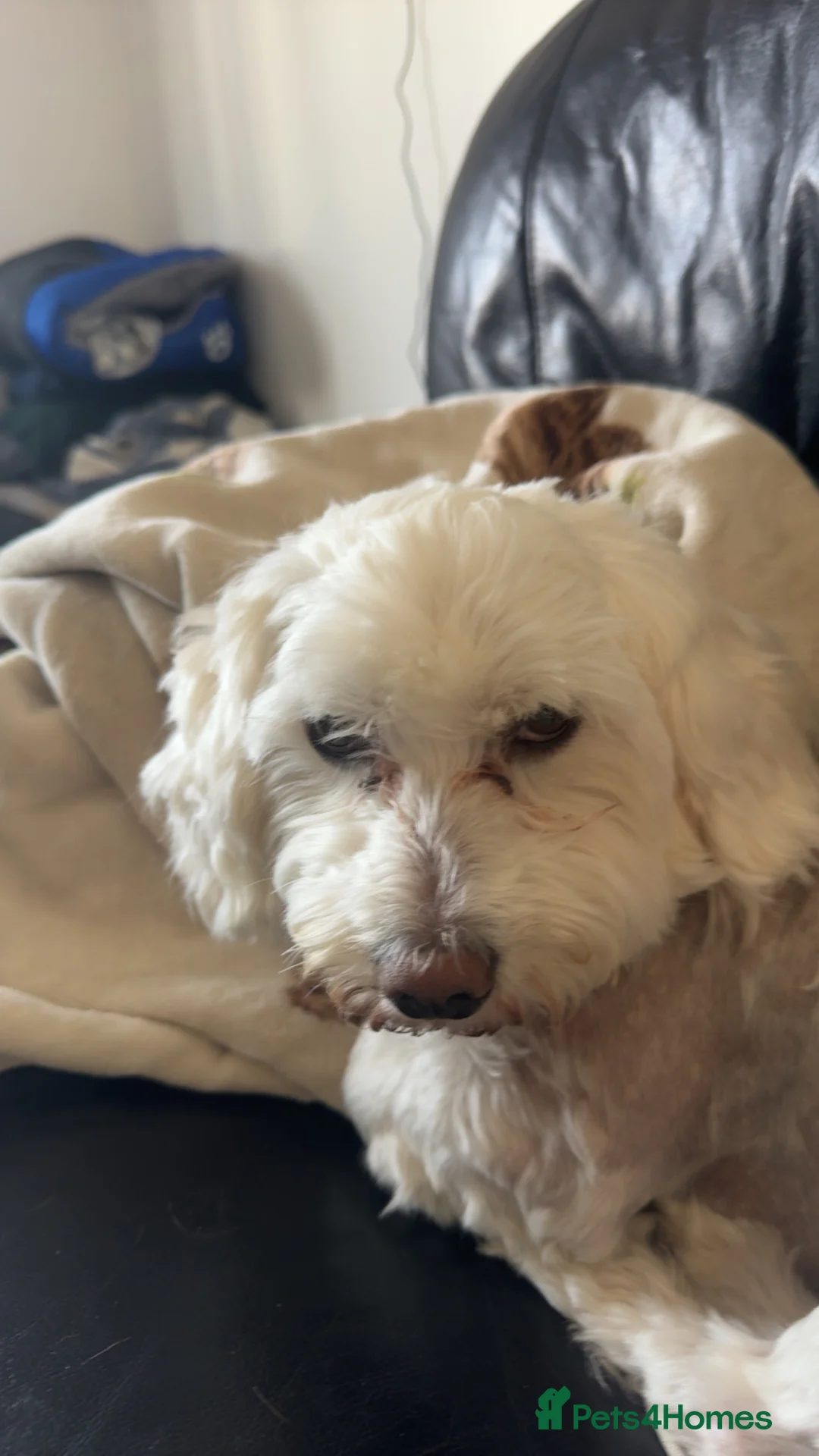 Mixed Breed dogs for sale: Lovely max in Eastbourne - Advert 2
