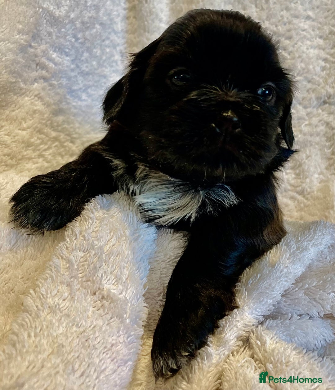 Shih Tzu dogs for sale: Adorable Imperial Shih Tzu Puppies - Advert 10
