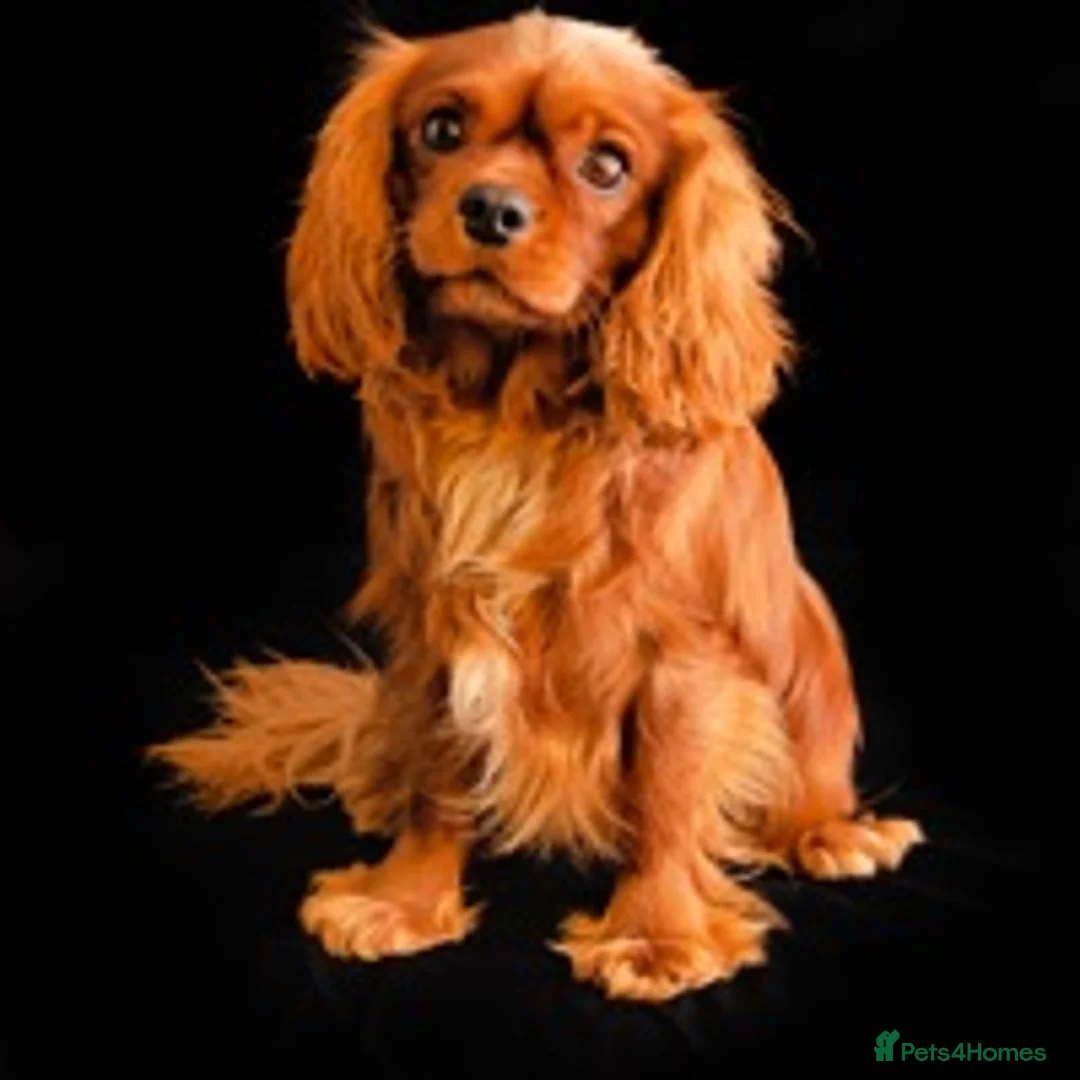 Cavalier King Charles Spaniel dogs for stud: Kc reg / health tested  in Ipswich - Advert 2