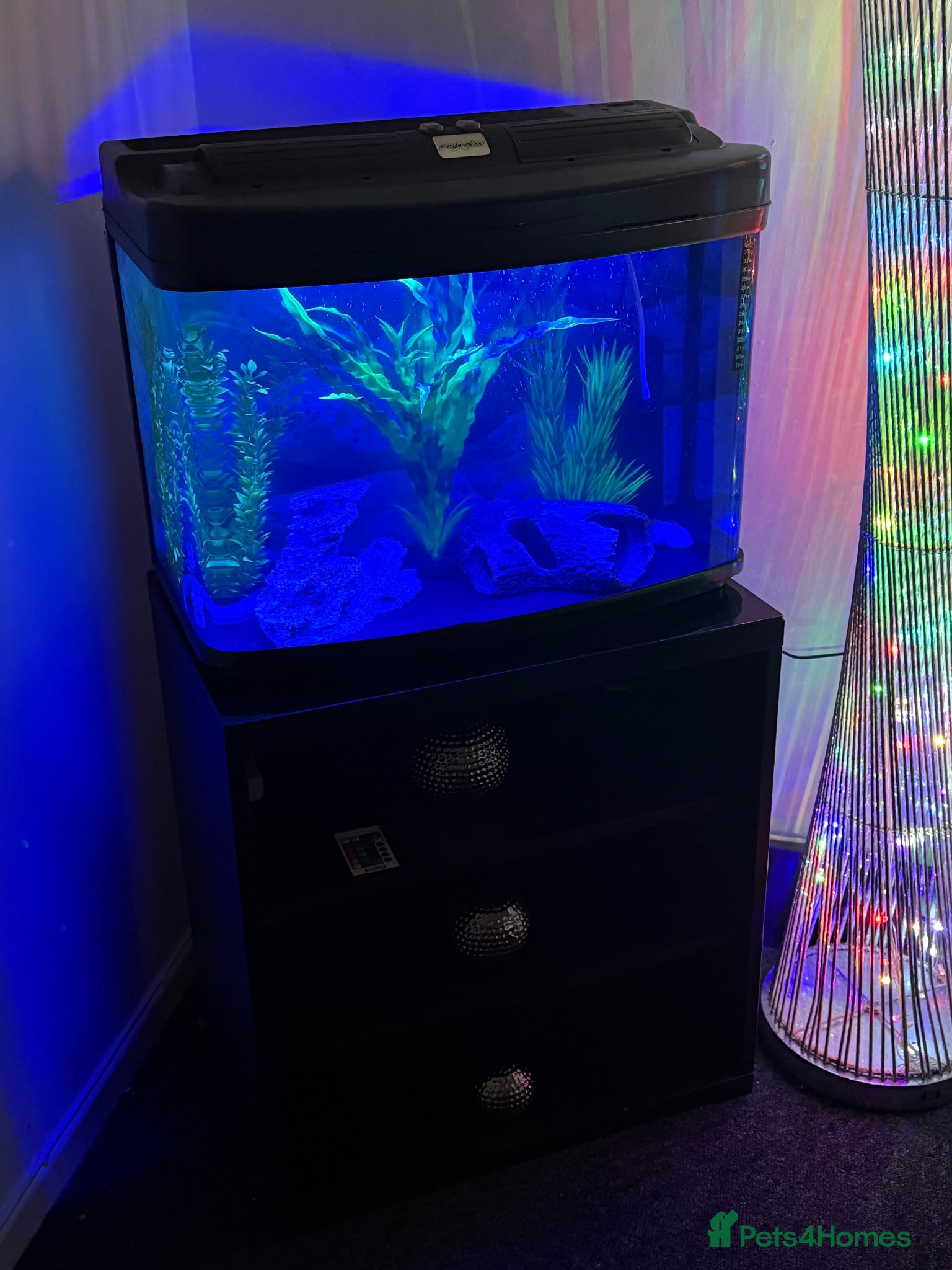Axolotl reptiles 🦎 Two Adult Axolotls + Complete Aquarium Setup - Advert 1