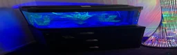 Axolotl reptiles for sale: 🦎 Two Adult Axolotls + Complete Aquarium Setup in Swansea - Advert 1