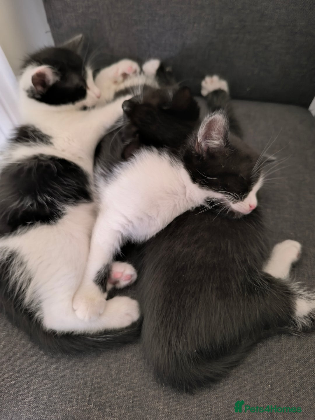 Domestic Shorthair cats for sale: Kittens ready now  - Image 2
