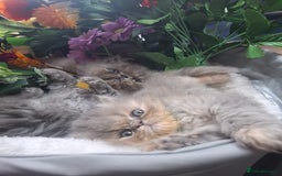 Persian cats for sale: Blue Persian kittens  - Image 9