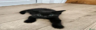 Black kitten 