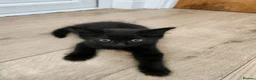 Mixed Breed cats for sale: Lovely kittens  - Advert 7