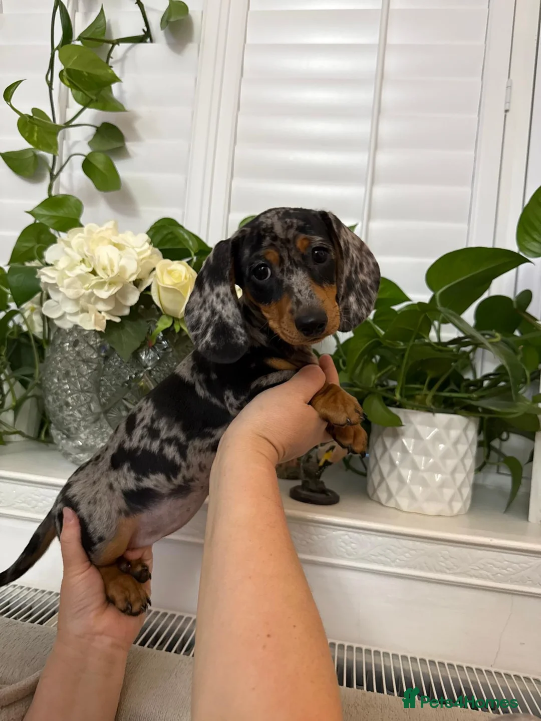 Dachshund dogs for sale: Miniature dachshund puppies ready for new homes in Liverpool - Advert 2